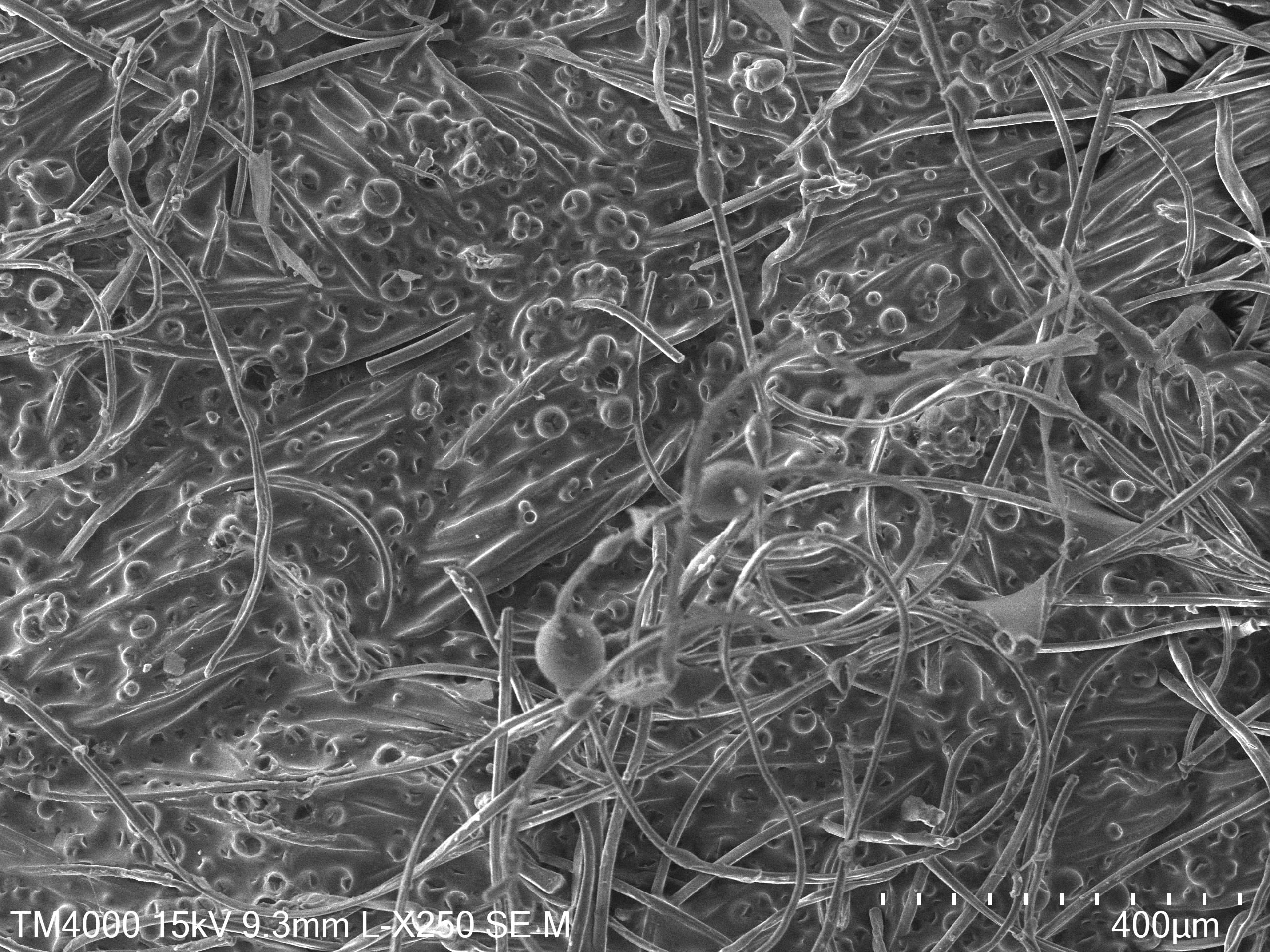 Análise no microscópio eletrónico de varrimento às partículas que regulam a temperatura, bem como a sua dispersão