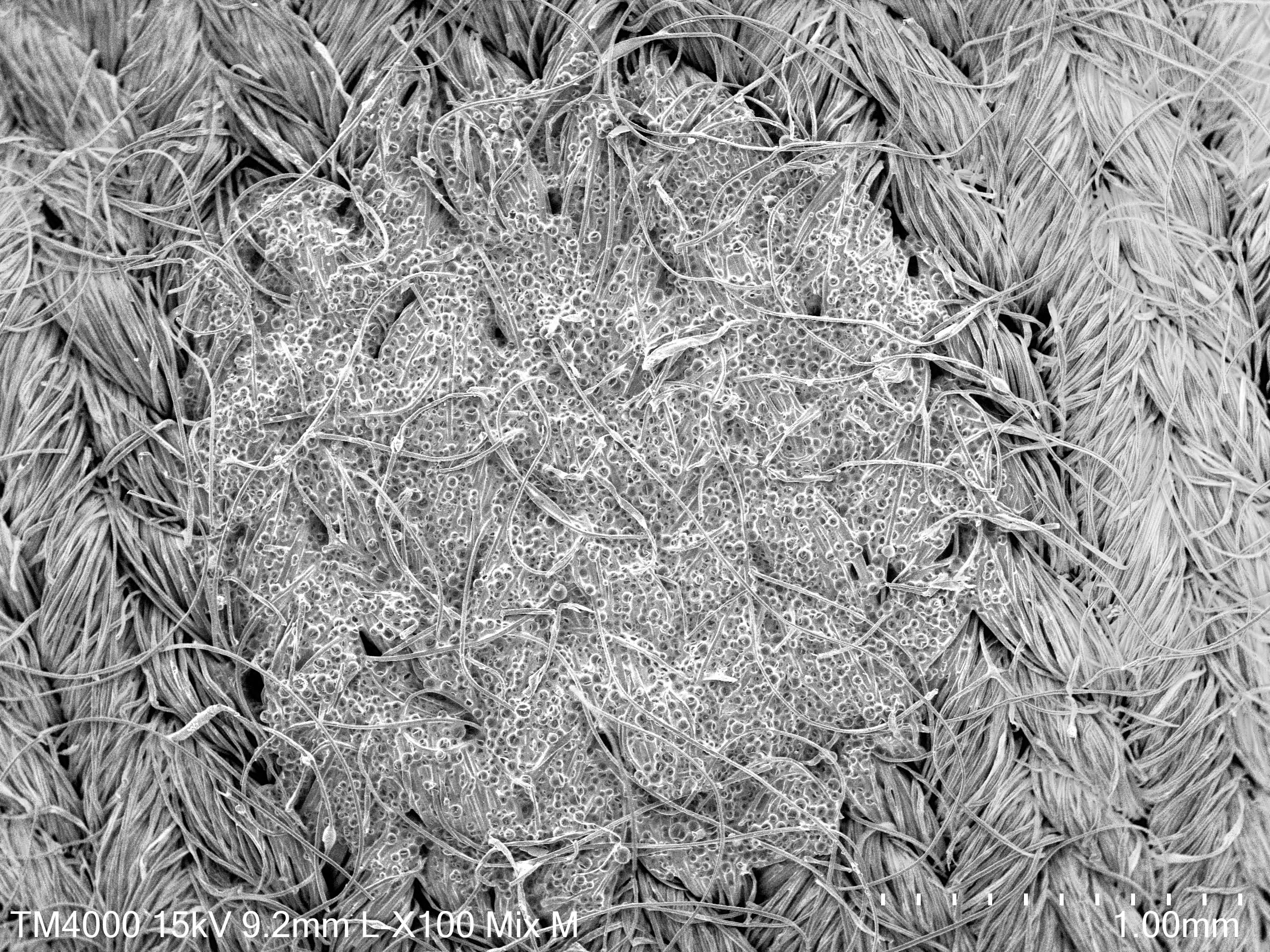 Análise no microscópio eletrónico de varrimento às partículas que regulam a temperatura, bem como a sua dispersão