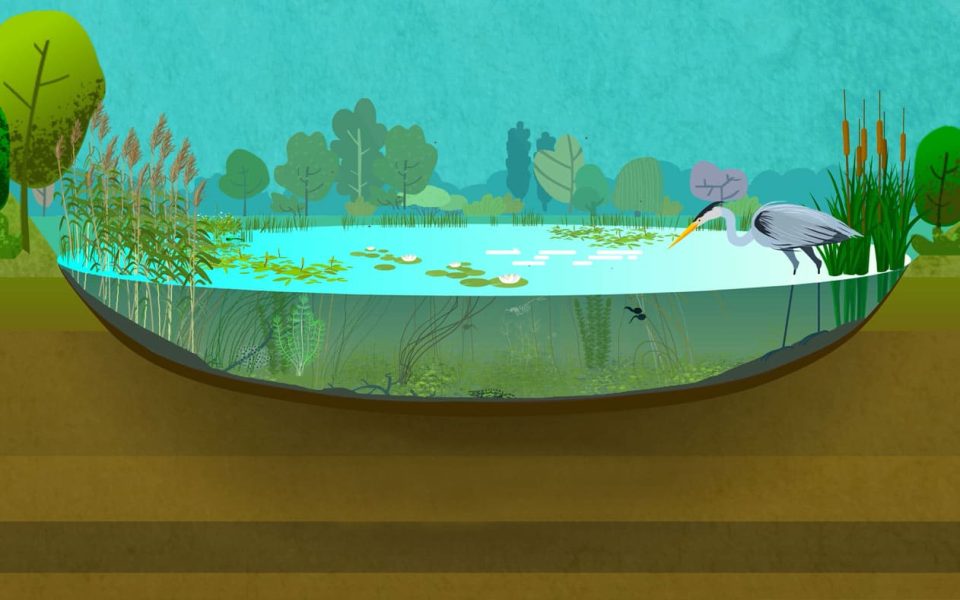 Exploring the importance of ponds, de José Teixeira (Portugal)