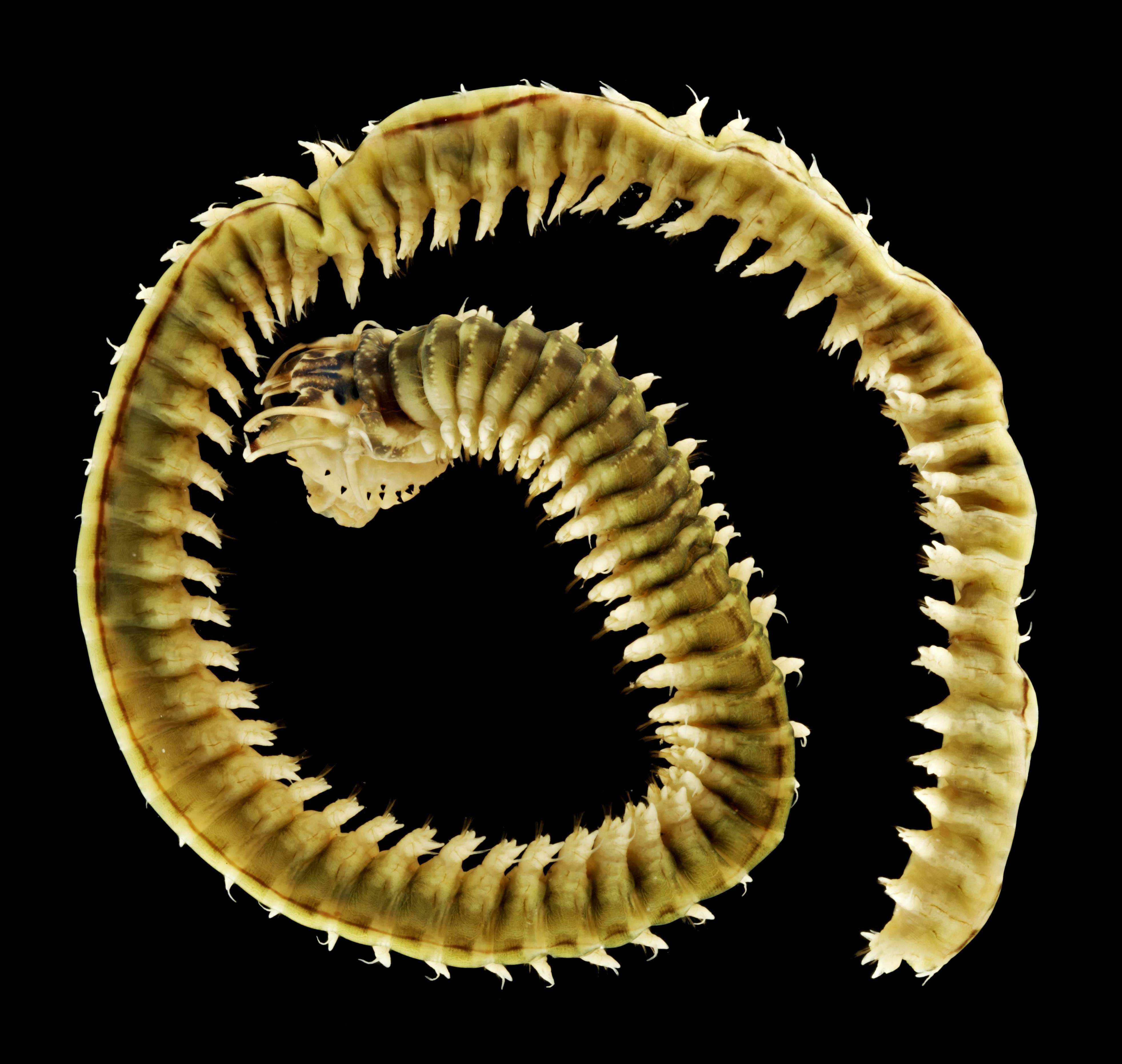 Perinereis beaucoudrayi (Reino Unido)