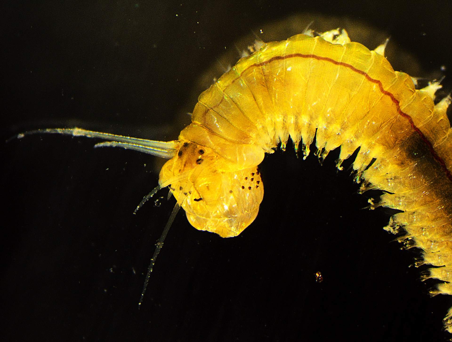 Perinereis twobae (Marina di Pulsano, Itália)