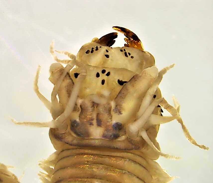 Perinereis nieri (Córsega, França)