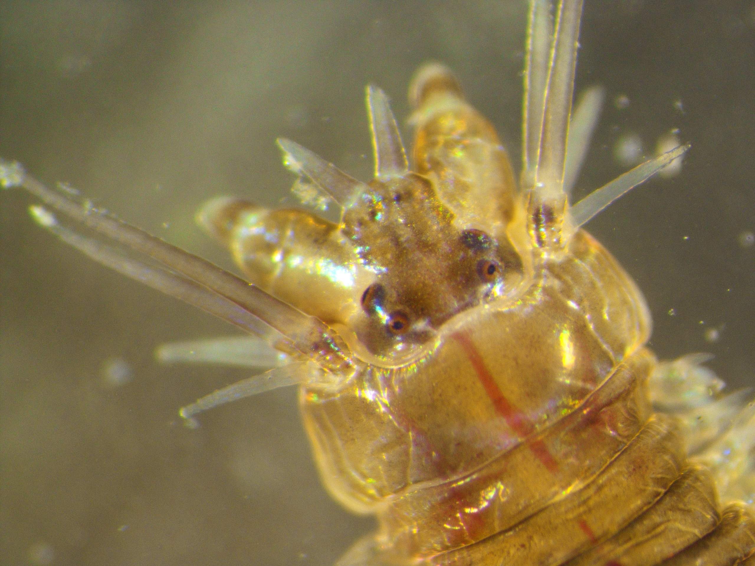 Perinereis cultrifera (Santa Caterina, Itália)