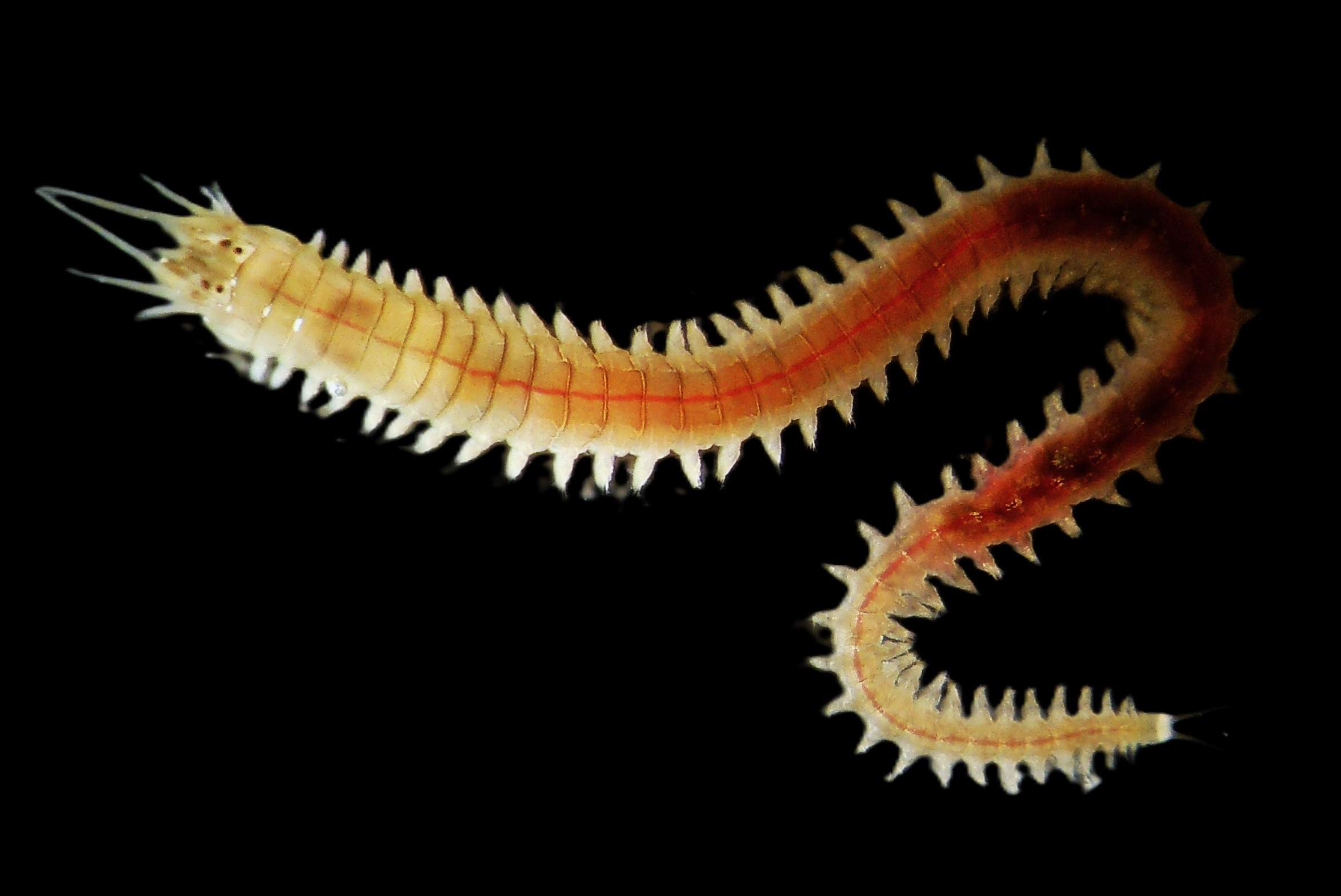 Perinereis cultrifera (Calafuria, Itália)