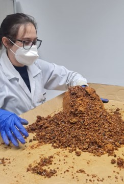 Própolis (foto: Montesino)