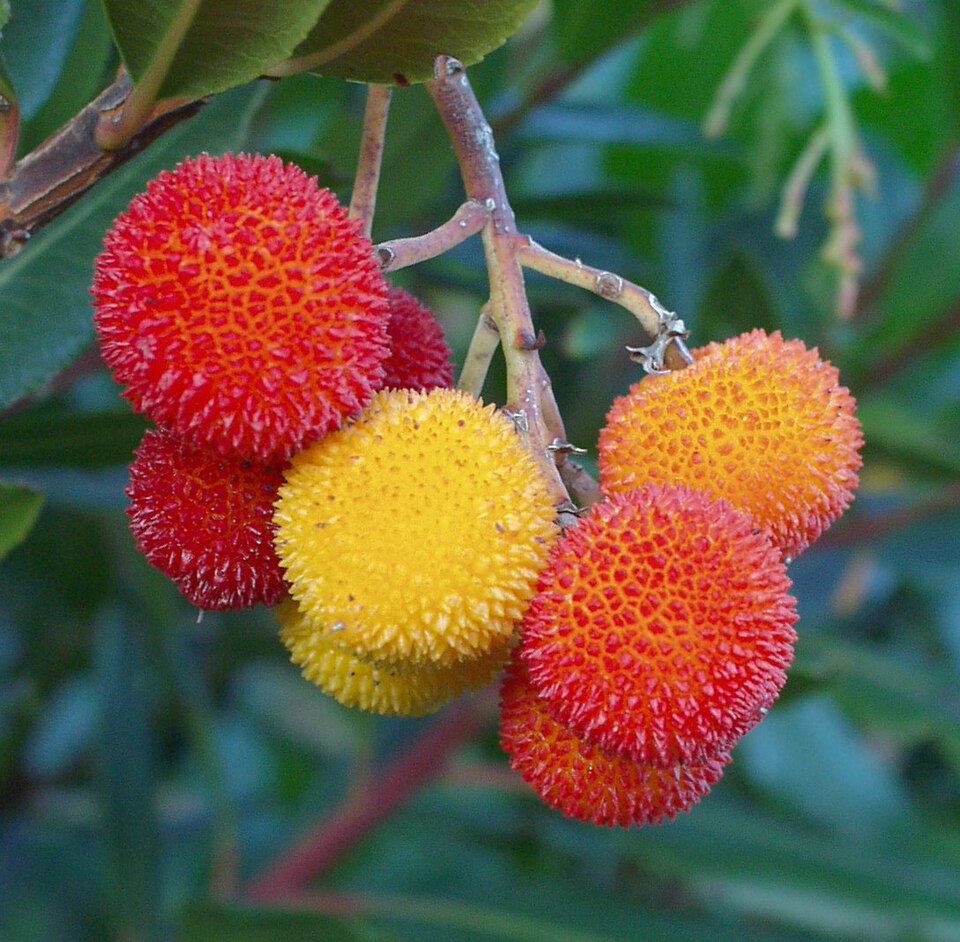O medronho é o fruto do medronheiro (arbutus unedo) (foto: Wikipedia)