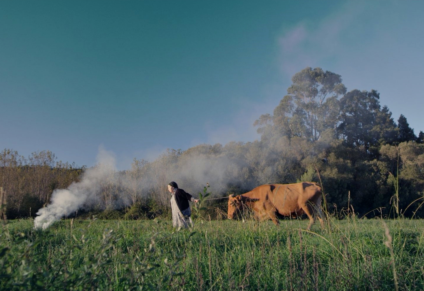 As Vacas de Wisconsin - plano