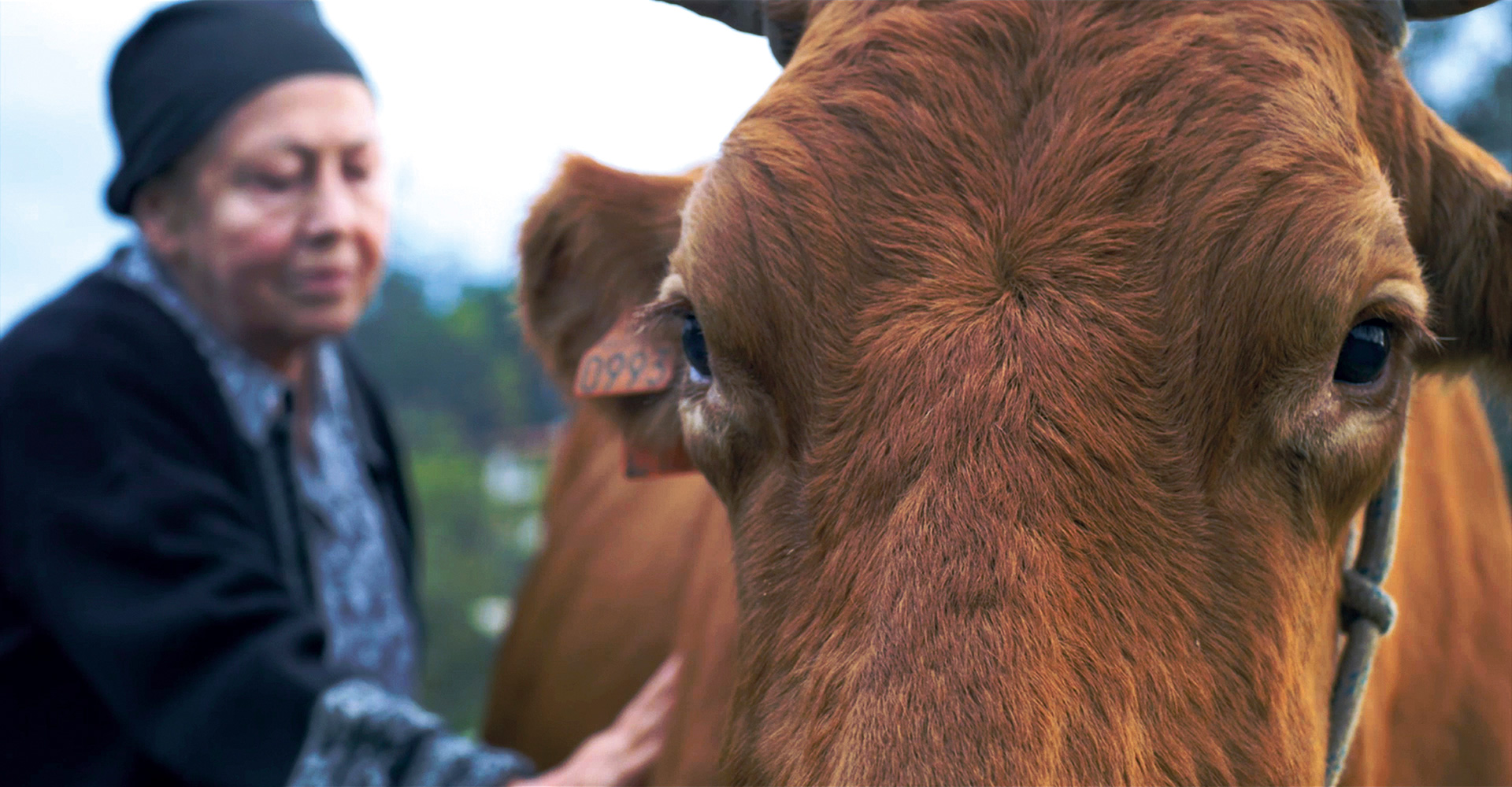 As Vacas de Wisconsin - plano